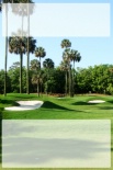 Blank Golf Palm Trees